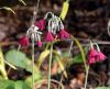 Primula waltonii